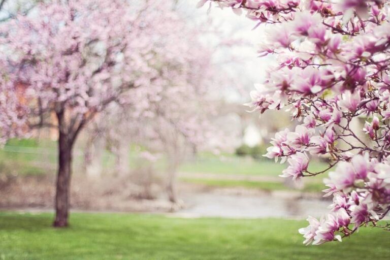 picture of flowers blossoming on trees in the spring