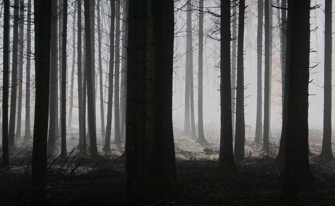 picture of a foggy forest
