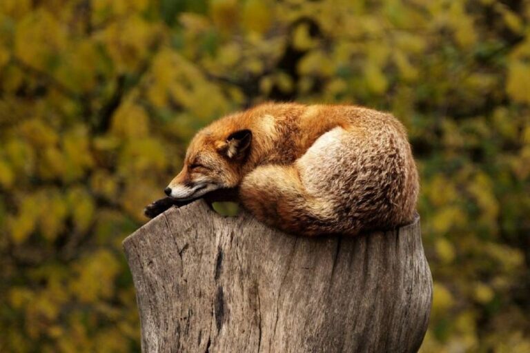 picture of a sleeping fox
