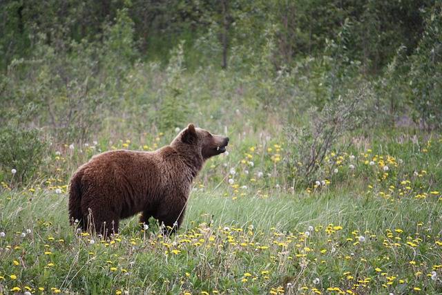picture of a grizzly bear in Alaska