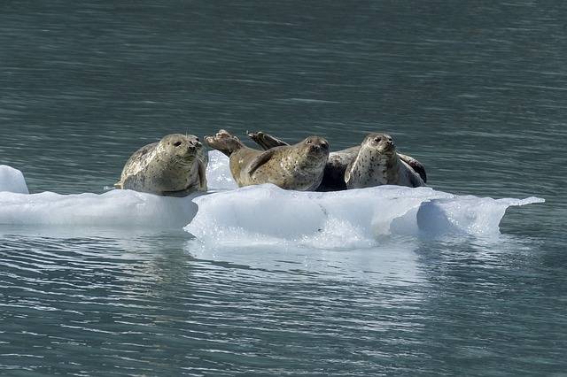 picture of three seals on ice