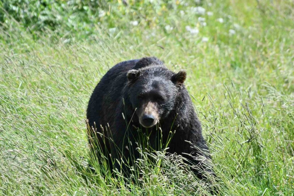 9 Days / 8 Nights / 11 Meals