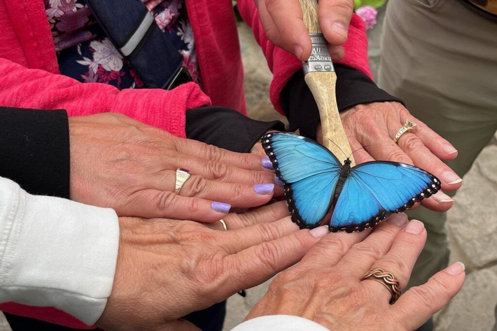 torch lake butterfly