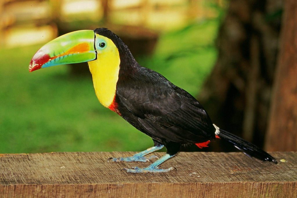 Tropical Costa Rica Tucan